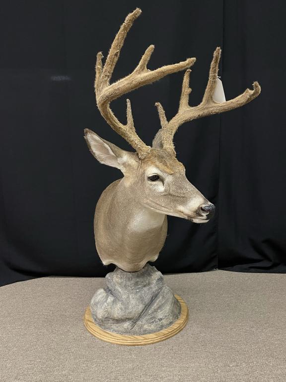Whitetail Buck Pedestal Mount in Velvet (1 of 3)