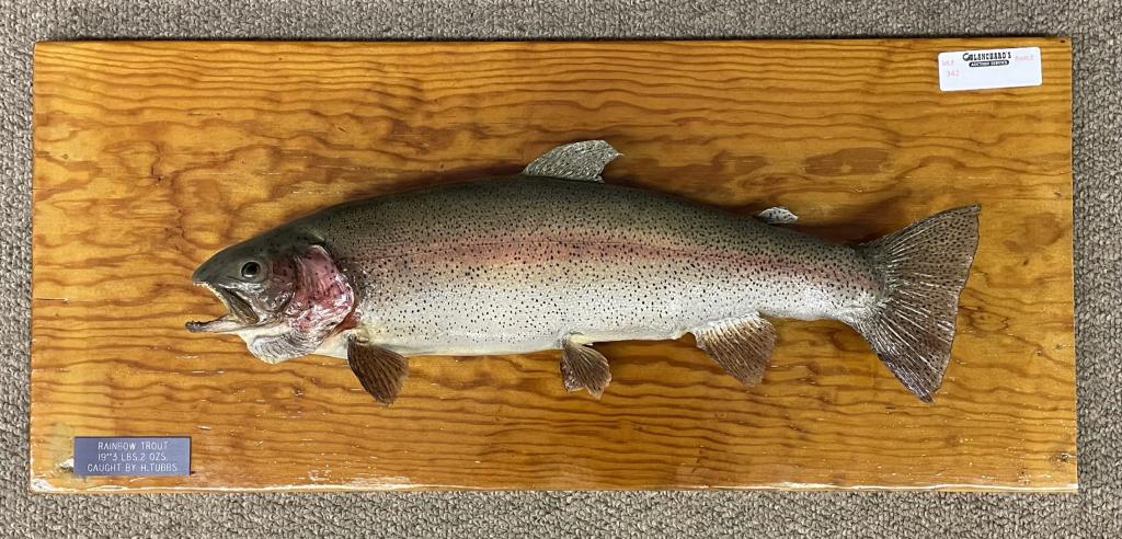 Rainbow Trout Mounted on Pine Plaque (1 of 3)