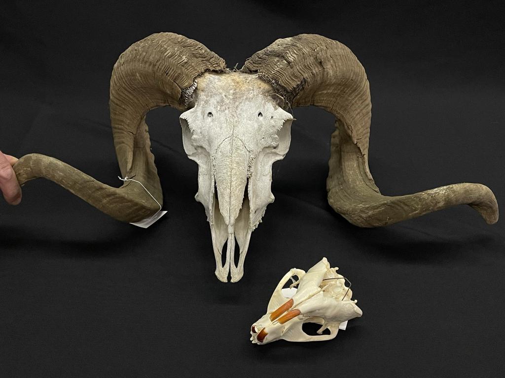 Big Horn Sheep Horns with Skull & Beaver Skull (1 of 3)
