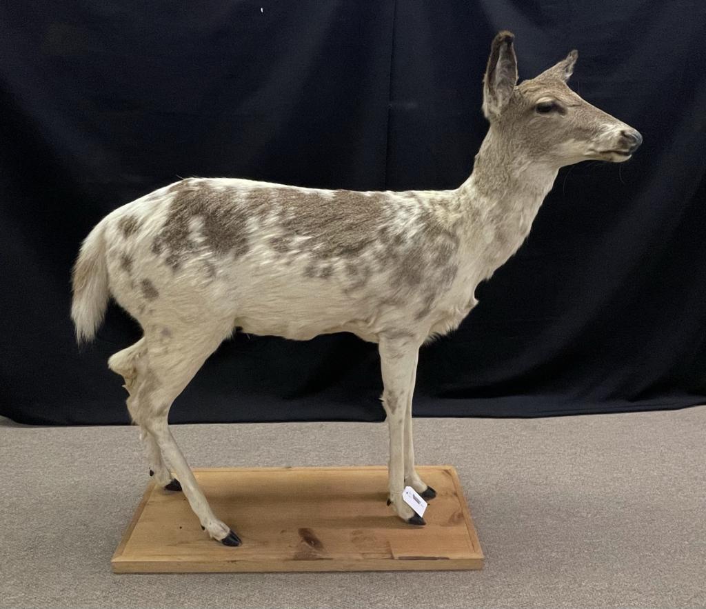 Full Mounted Piebald Deer (1 of 4)