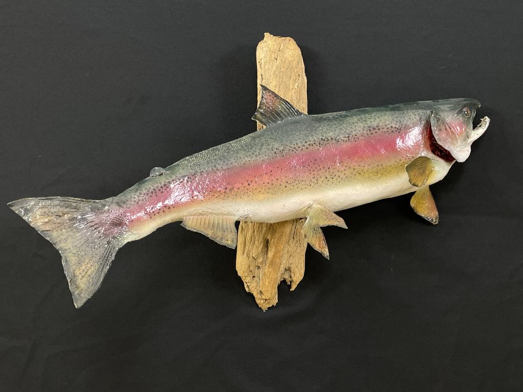 Trout Fish Mount (1 of 2)