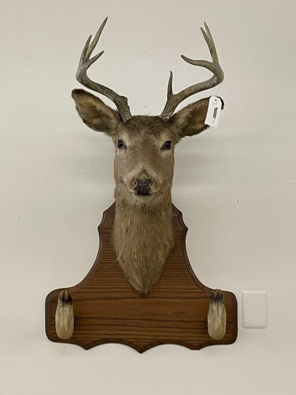 Mounted Whitetail Deer Head w/ Deer Hoof Gun Rack: on an oak plaque.