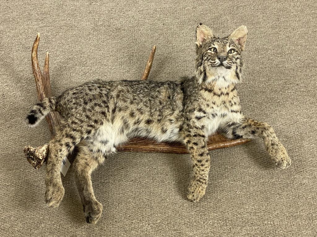 Bobcat Mount Sitting on Moose Antler (1 of 2)