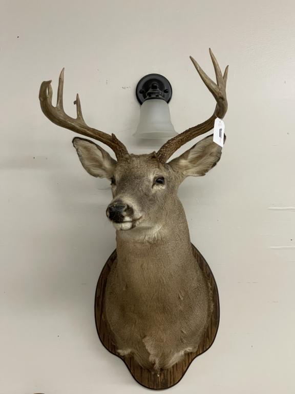 Large Whitetail Mounted Deer Head (1 of 3)