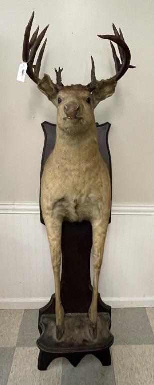 Early Half Body Whitetail Deer Mount (1 of 3)