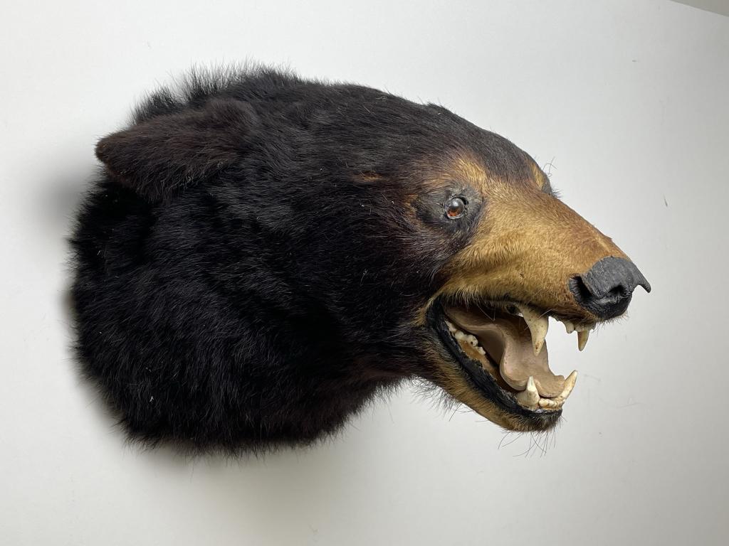 Black Bear Head Mount (1 of 3)