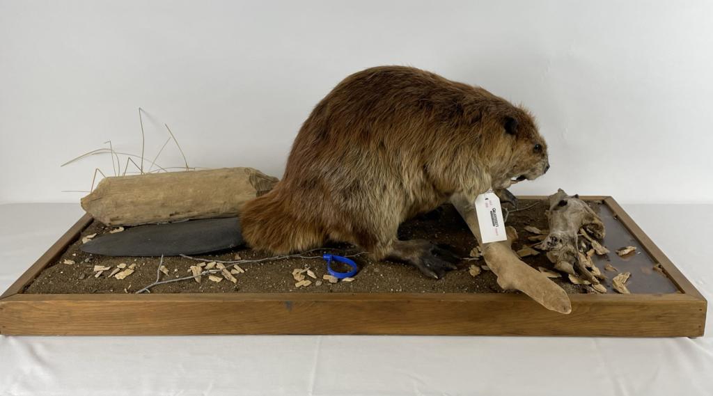 Full Size Large Mounted Beaver (1 of 4)