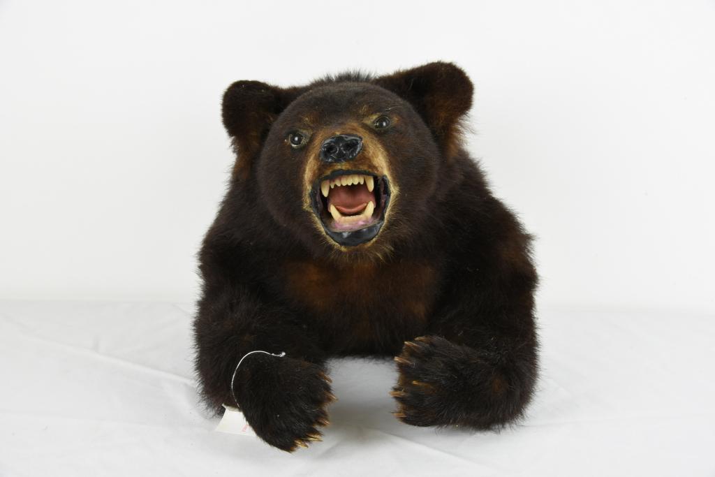 Half Body Black Bear Cub Wall Mount (1 of 3)