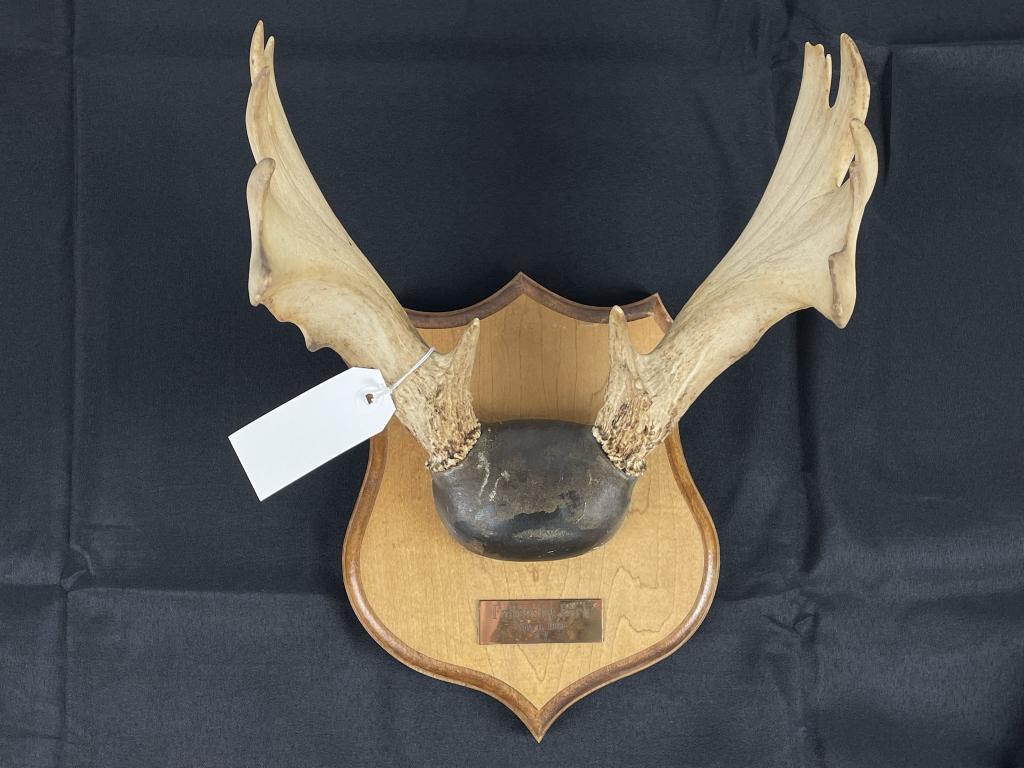 Follensby Park Moose Horns on Plaque (1 of 2)