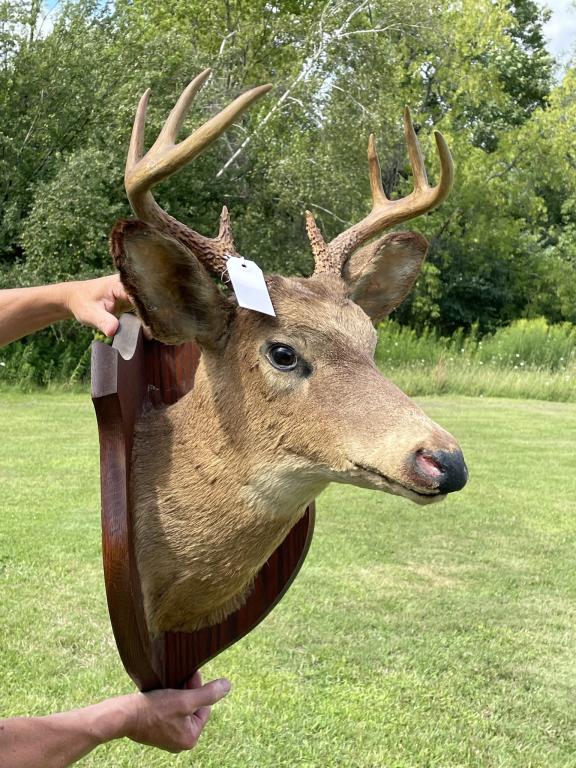 Corner Mount 8pt Whitetail Buck Mount (1 of 4)