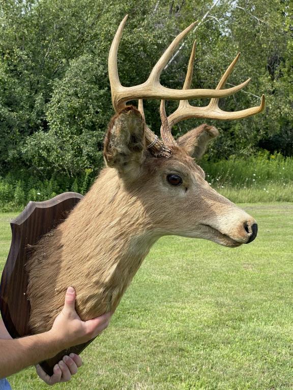 8 pt Whitetail Buck Mount (1 of 3)