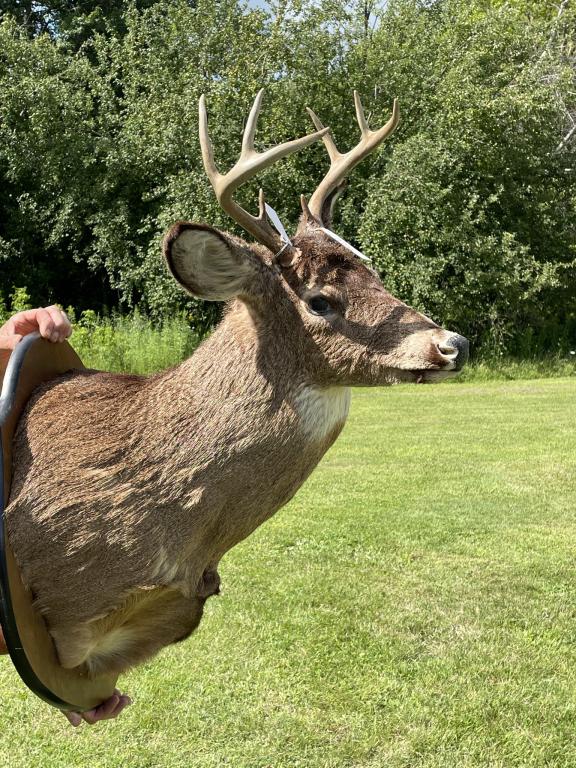 8 pt Whitetail Buck Mount (1 of 3)