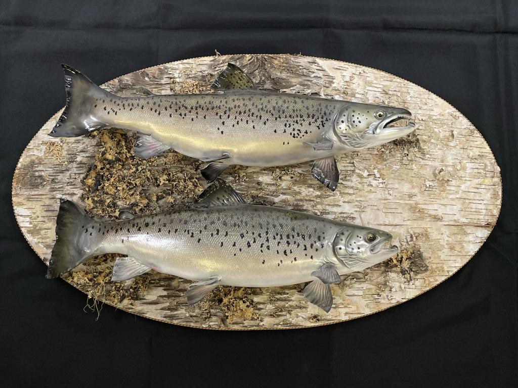 2 Fish Mounted on Oval Birch Bark Plaque (1 of 3)