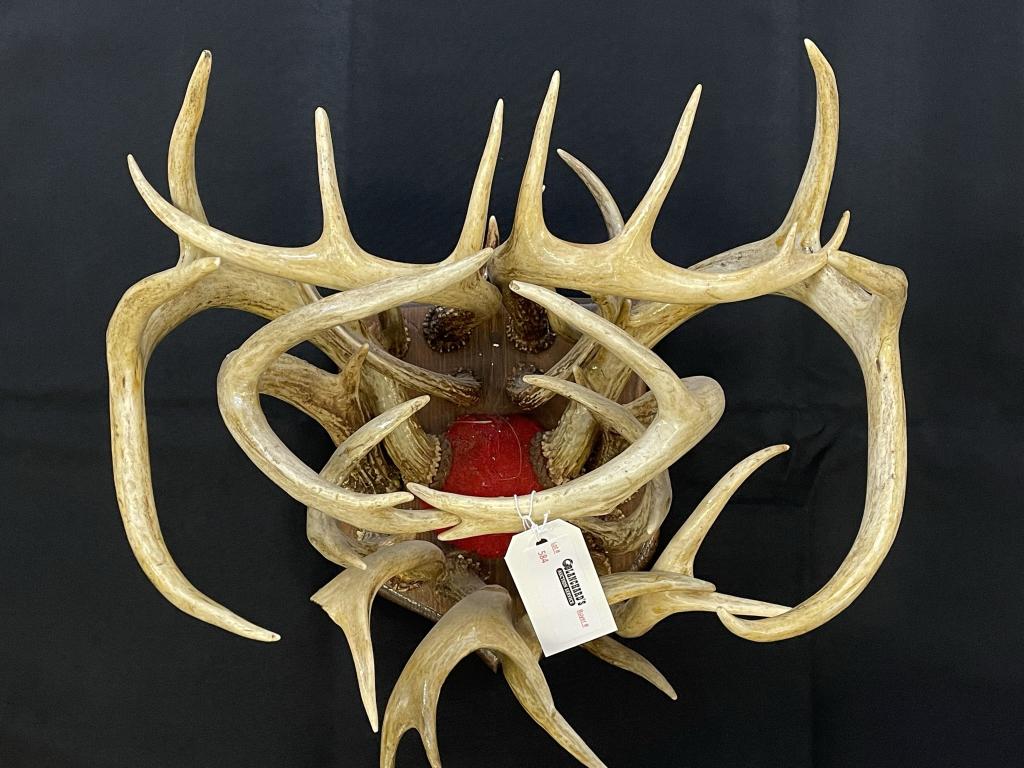 Unique Whitetail Deer Antler Collage (1 of 2)
