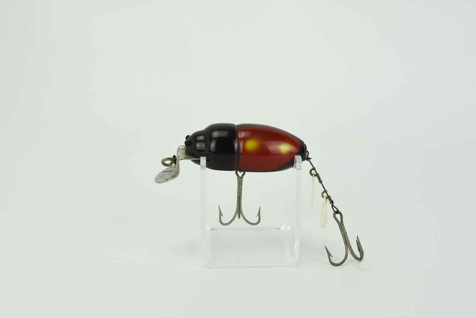 Creek Chub Beetle (1 of 3)