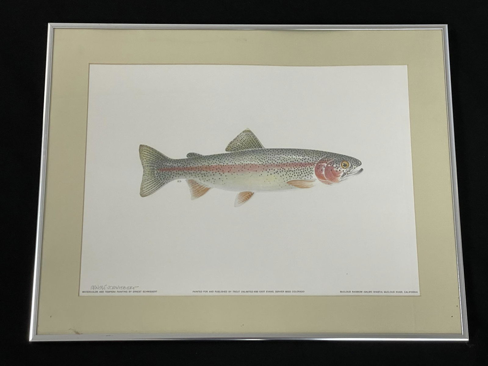 Ernest Schwiebert Trout Print (1 of 5)