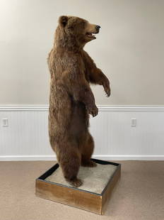 Standing Full Body Brown Bear Mount: 6 1/2' tall with a 30" square base. Taxidermy is in very good condition, border around base could use replacing.