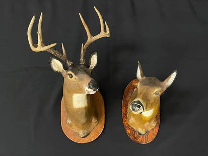 Pair of Whitetail Deer Buck & Doe Sculptures: made of paper mache, made by Robert Marron. Very good detail, both on wooden plaques, Buck is 19" from tip of antler to base.