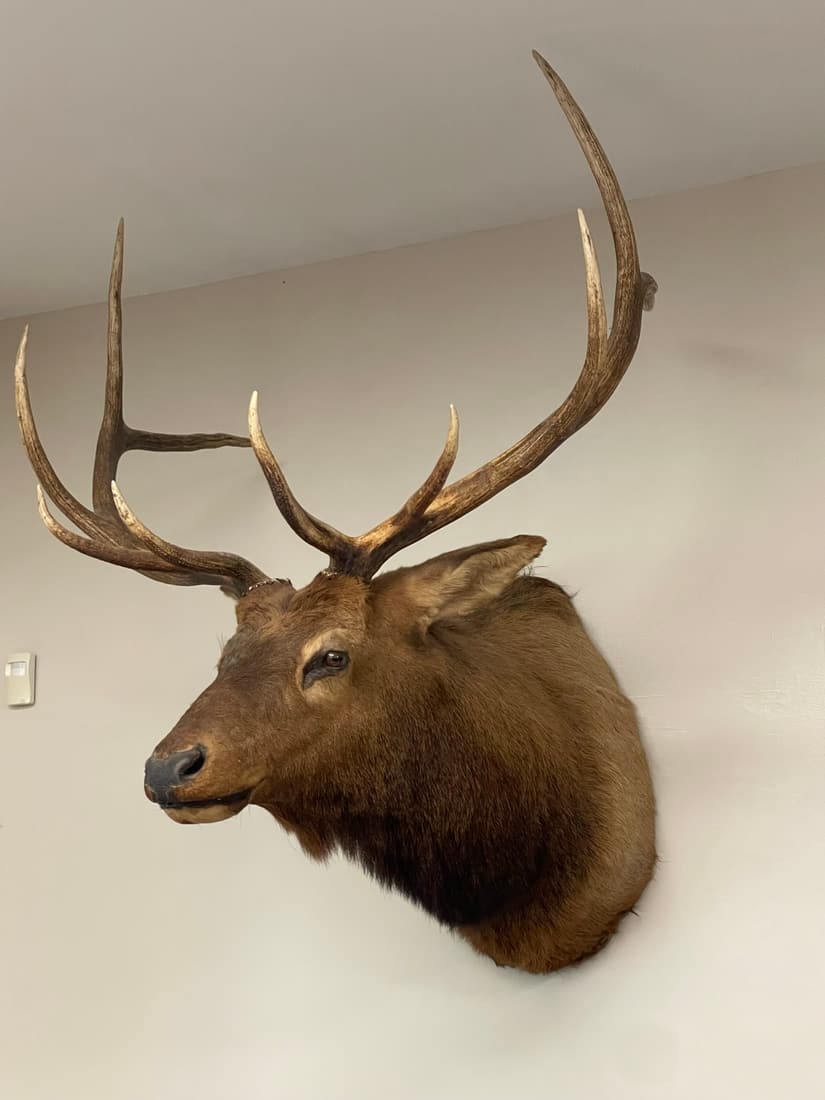 Bull Elk Contemporary Taxidermy Mount (1 of 3)