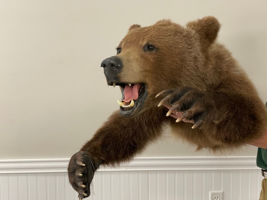 Half Body Mounted Brown Bear (1 of 6)