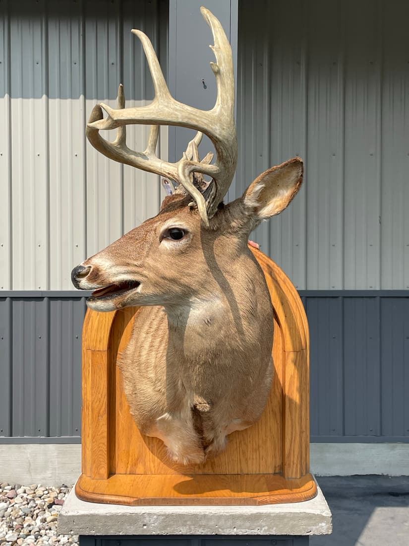 Trophy Non-Typical Whitetail Deer Head Mount (1 of 5)