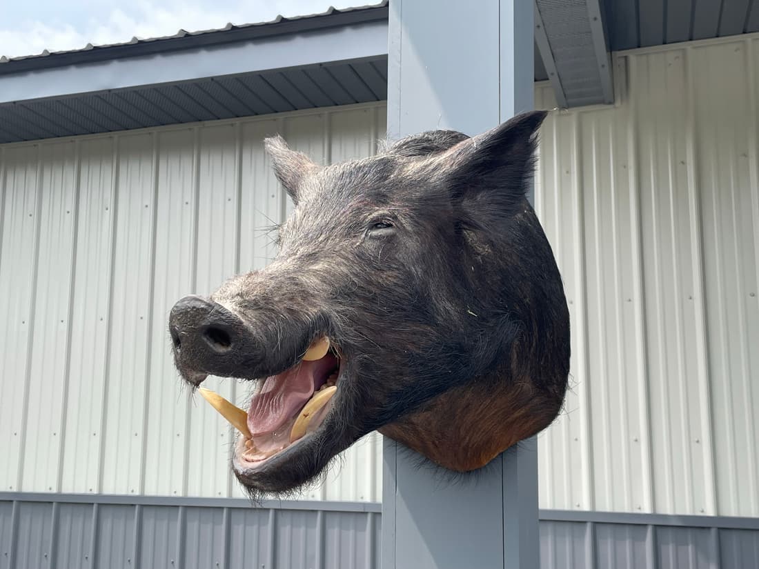 Wild Boar Head Mount Auction