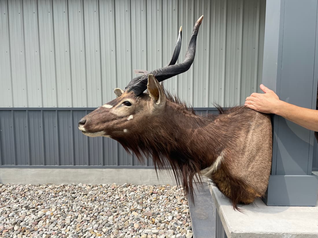 African Nyala Taxidermy Mount (1 of 4)