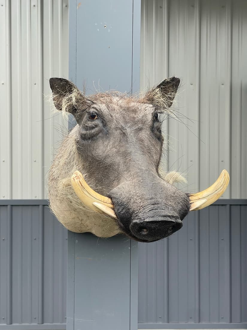 African Warthog Taxidermy Head Mount (1 of 3)