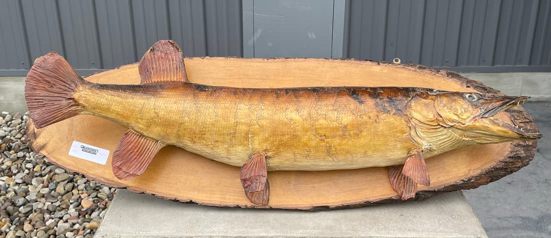 Northern Pike Fish Mount on Wooden Plaque (1 of 3)