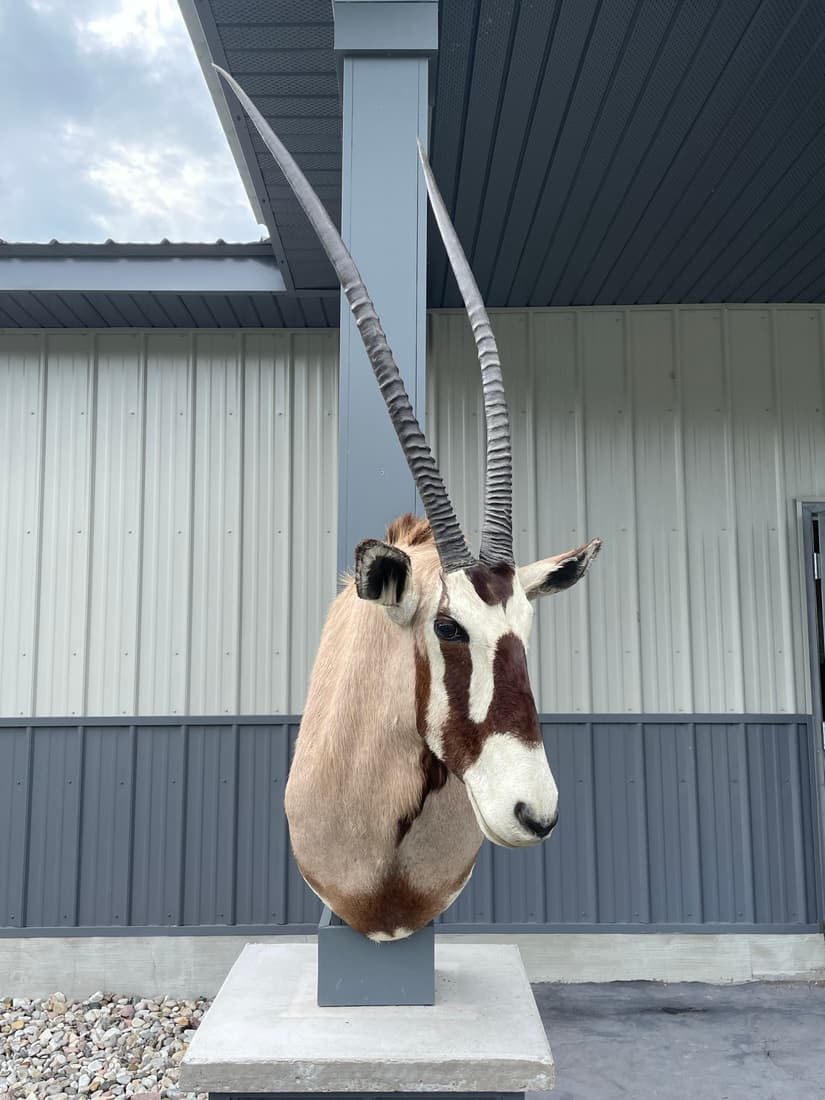 African Gemsbok Taxidermy Mount (1 of 5)