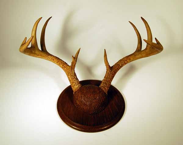 10 Point Whitetail Rack with Black Forest Placque: 10 Point Whitetail Rack with Black Forest Placque