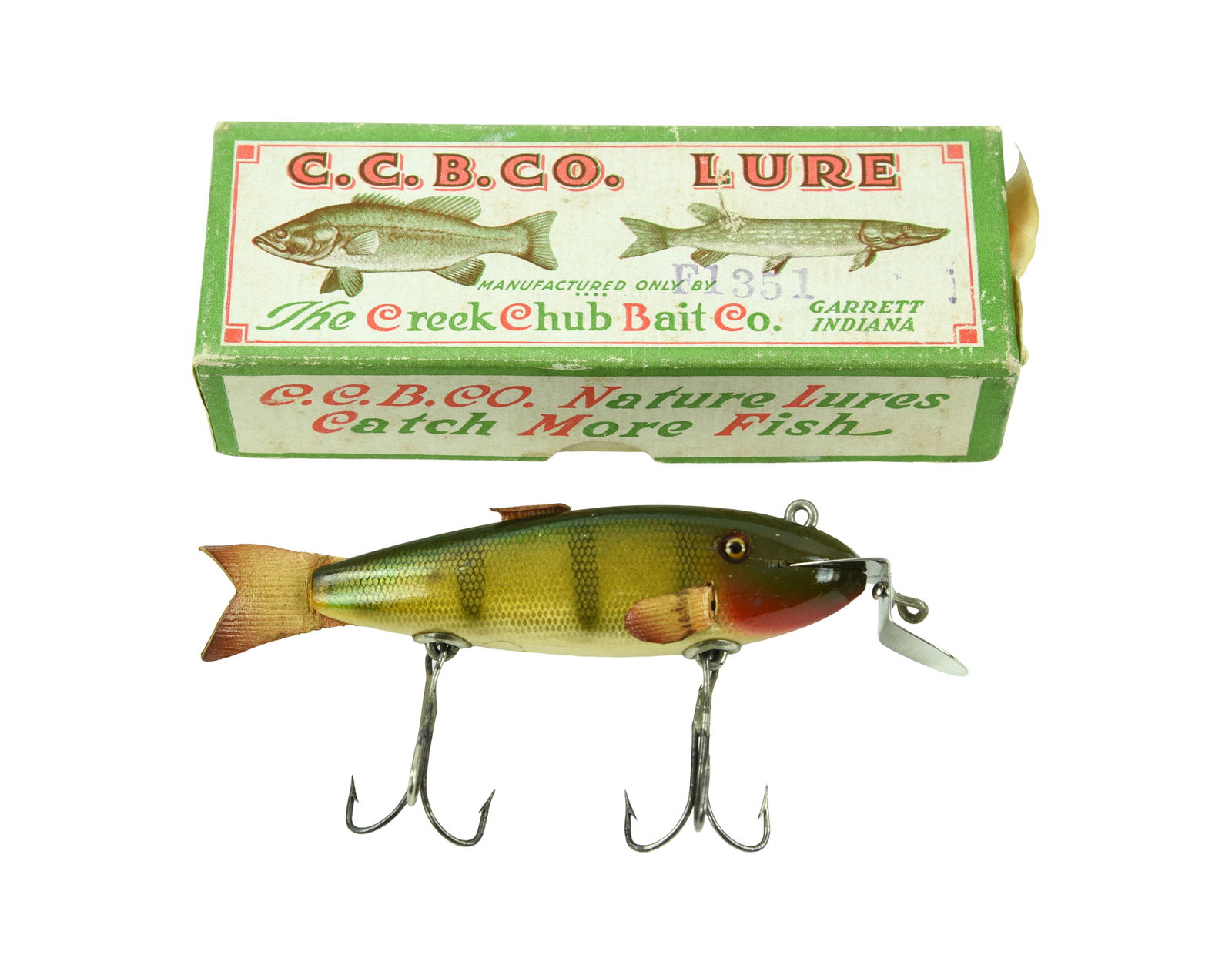 Creek Chub Fintail Shiner, Garrett, In.