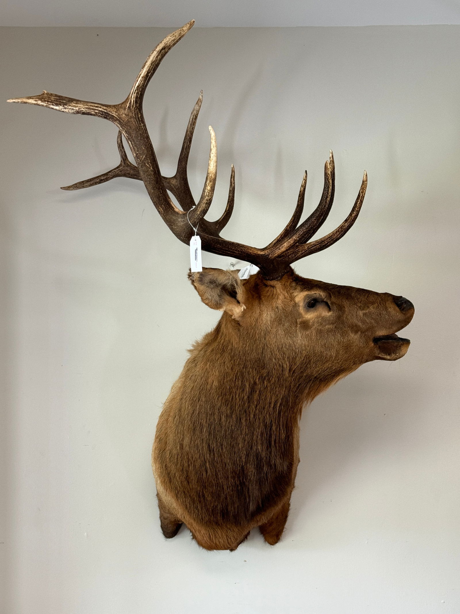 Bugling Shoulder Mount Bull Elk (1 of 3)