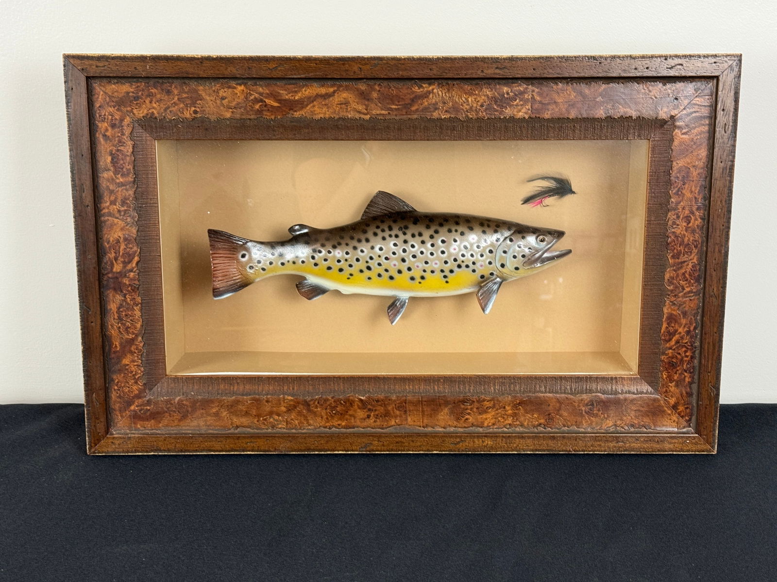 Brown Trout in a Burl Frame Shadow Box (1 of 4)