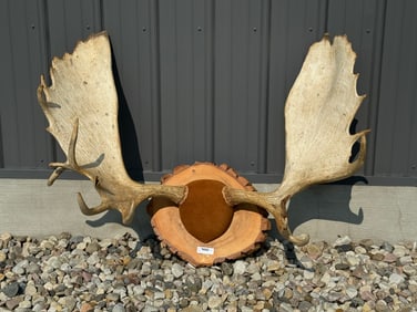 Large Moose Rack