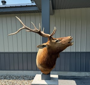 Bugling Bull Elk Shoulder Mount