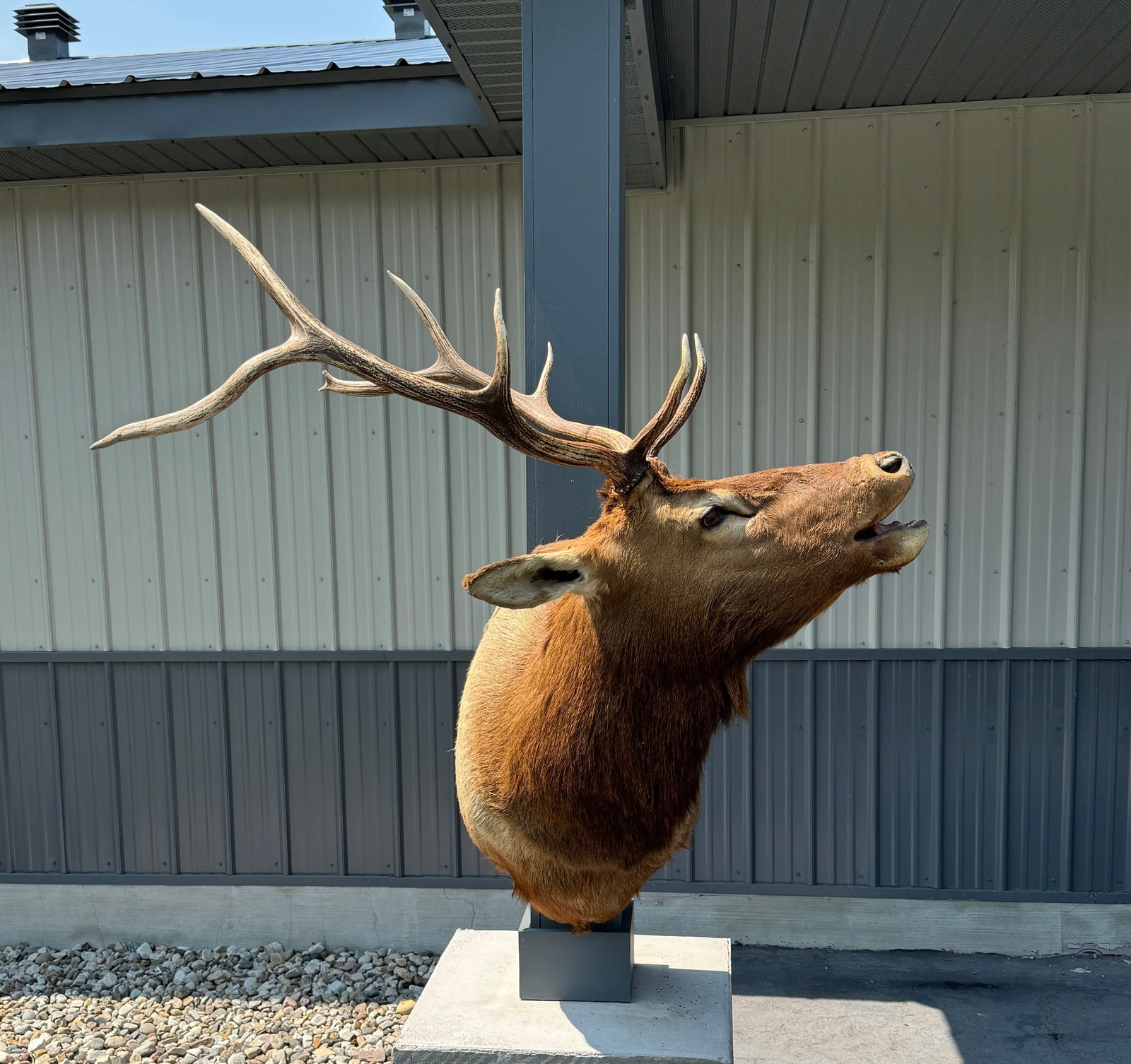 Bugling Bull Elk Shoulder Mount (1 of 4)