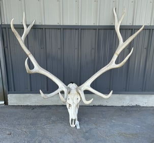 Bull Elk Skull Mount