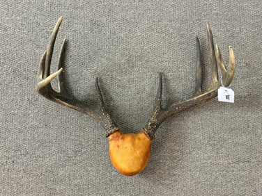 Large Whitetail Deer Rack - 10 Point