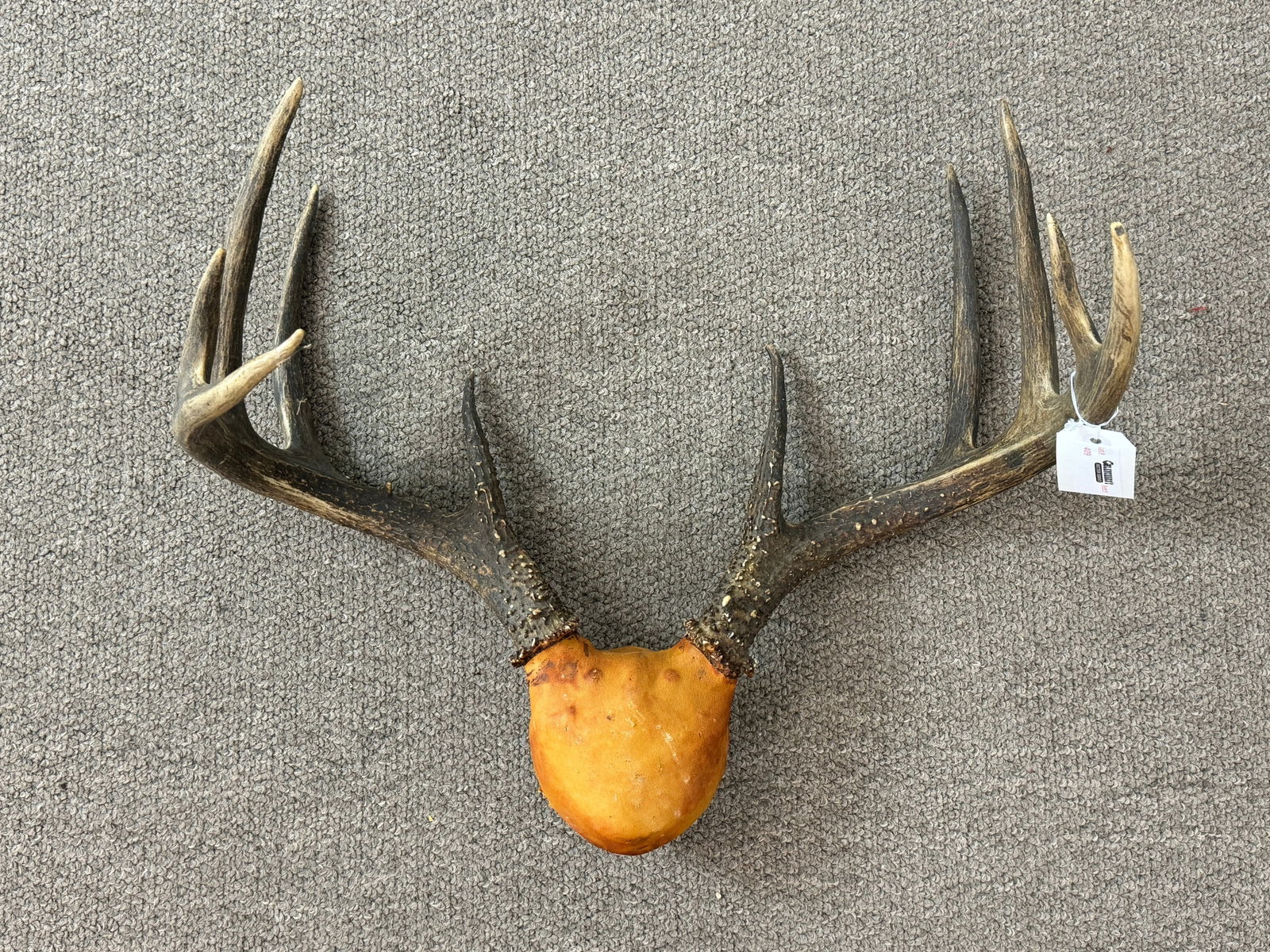 Large Whitetail Deer Rack - 10 Point (1 of 2)