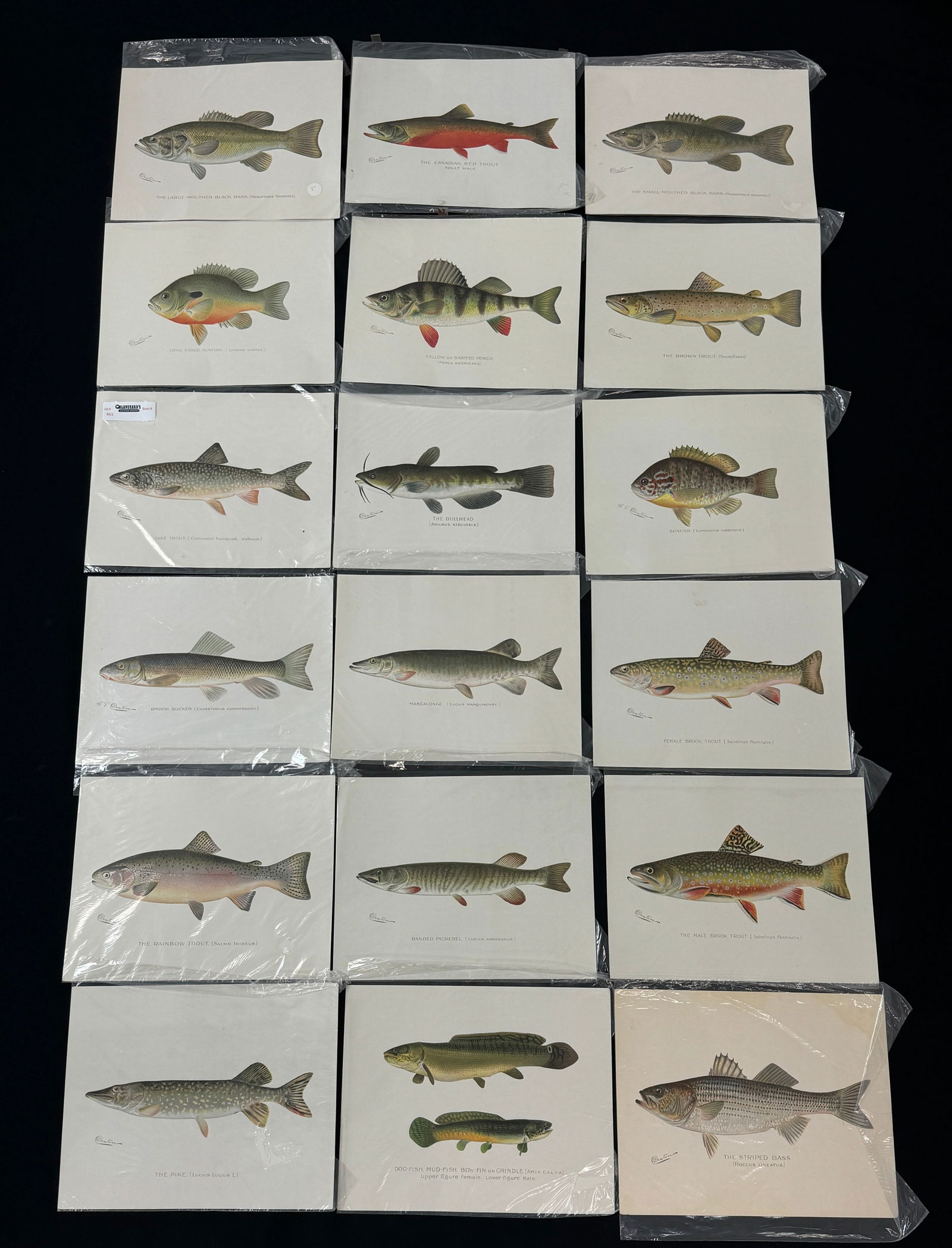 20 Denton Colored Prints (1 of 4)