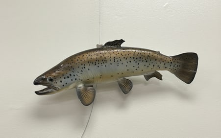 Brown Trout Fish Mount