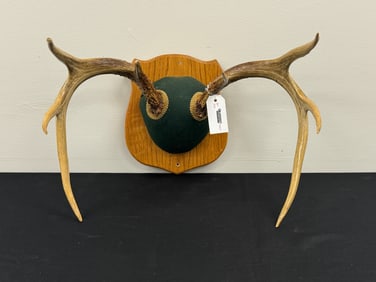 Whitetail Deer Rack on an Oak Plaque