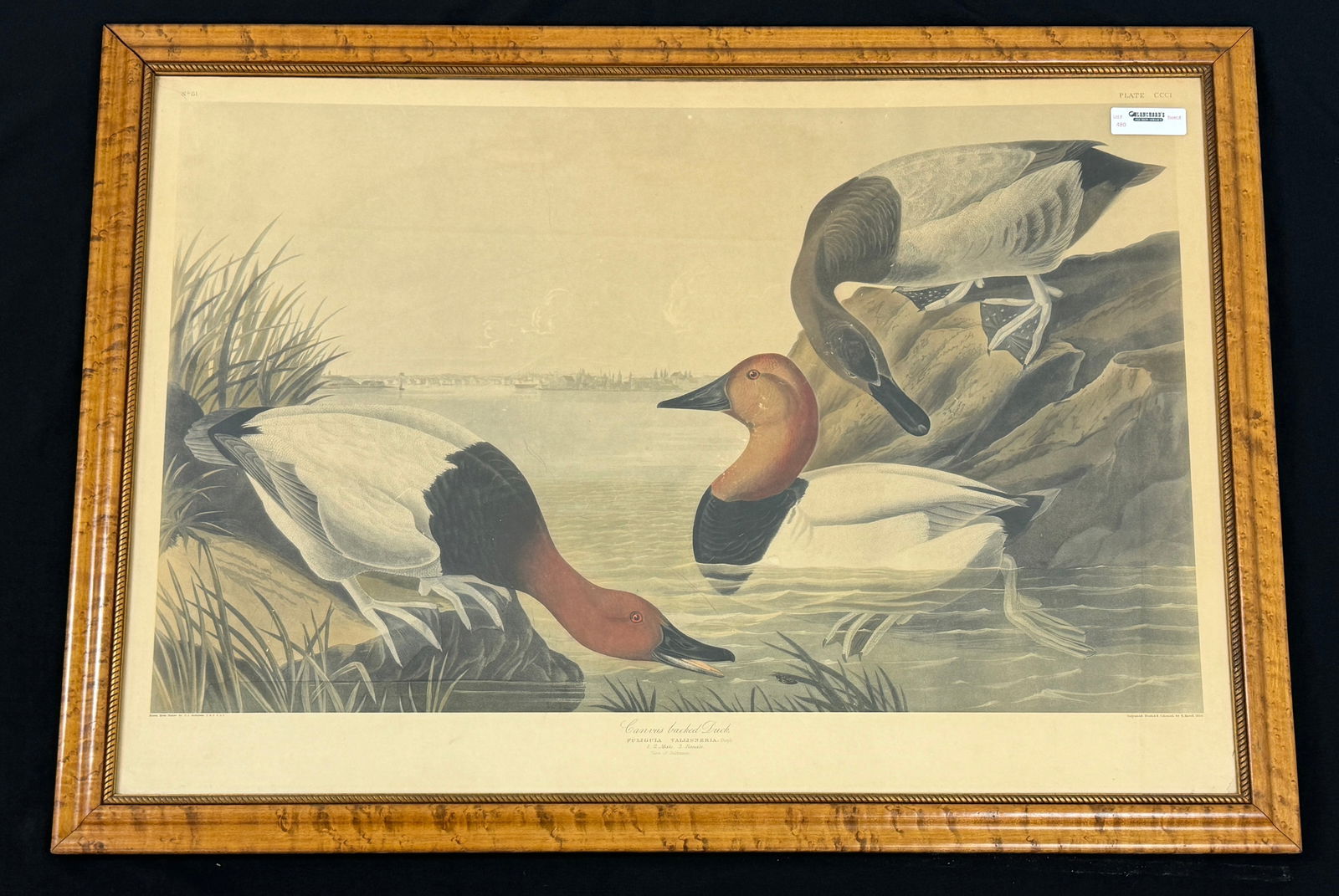 J.J. Audubon Canvasback Duck Large Folio (1 of 5)