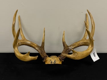 Trophy Whitetail Deer Rack