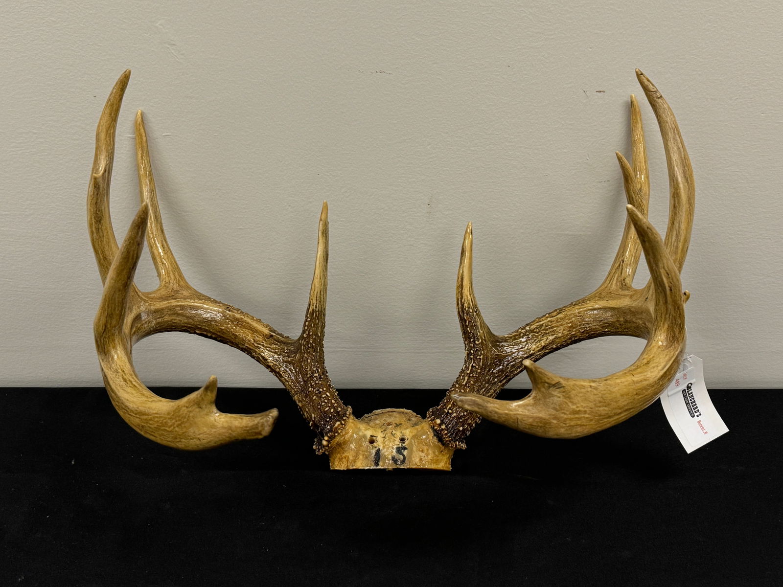 Trophy Whitetail Deer Rack (1 of 2)