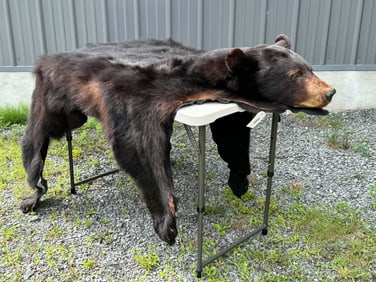 Black Bear Rug