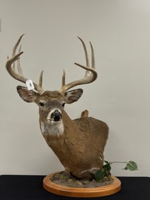 Trophy Whitetail Deer Mount