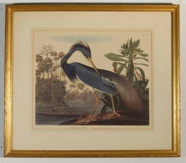 J.J. Audubon "Louisiana Heron" Lithograph: Plate #CCXVII. No 44. Engraved, printed and coloured by R. R. Havell 1834. Site size 13 3/4" x 16 1/2". Overall size 21" x 24". Label on back J.O. Krumbholz Fine Arts Milwaukee