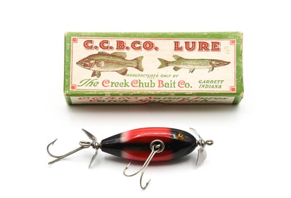 Creek Chub Baby Injured Minnow